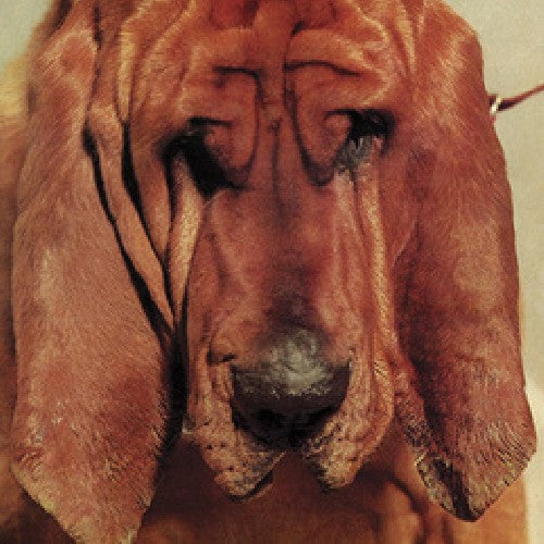 Segall, Ty: Goodbye Bread { Vinyl }