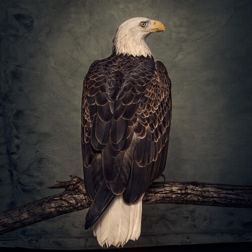 Clutch: Book Of Bad Decisions { Vinyl }