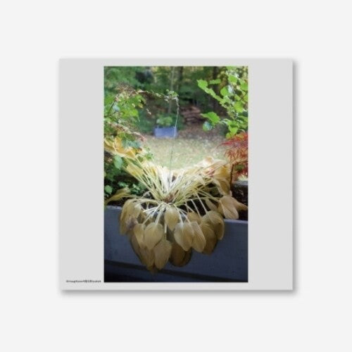Hyukoh: Through Love { Vinyl }