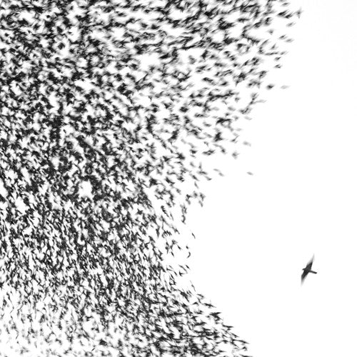 Wilco: Sky Blue Sky { Vinyl }