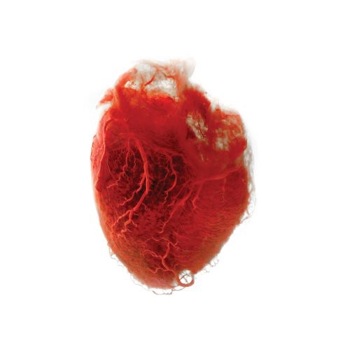 Akron/Family: Love Is Simple { Vinyl }